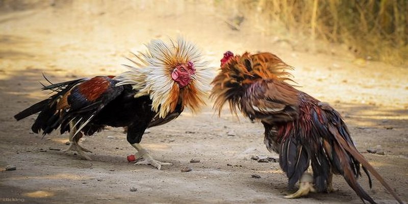 5 Kinh nghiệm chơi đá gà cựa sắt trực tiếp