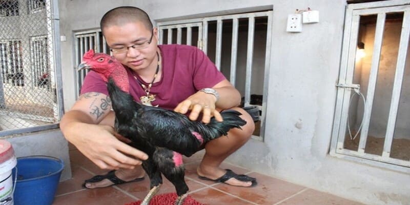 Tìm hiểu về tình trạng và cách chữa gà chọi bể đòn